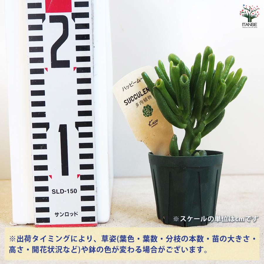 ITANSE 多肉植物 ハッピームーン 2.5号鉢/1個売り 寄せ植え