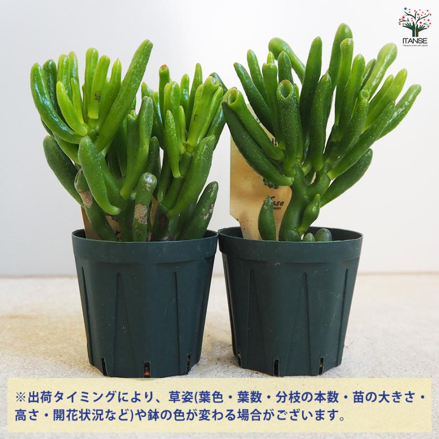 ITANSE 多肉植物 ハッピームーン 2.5号鉢/1個売り 寄せ植え
