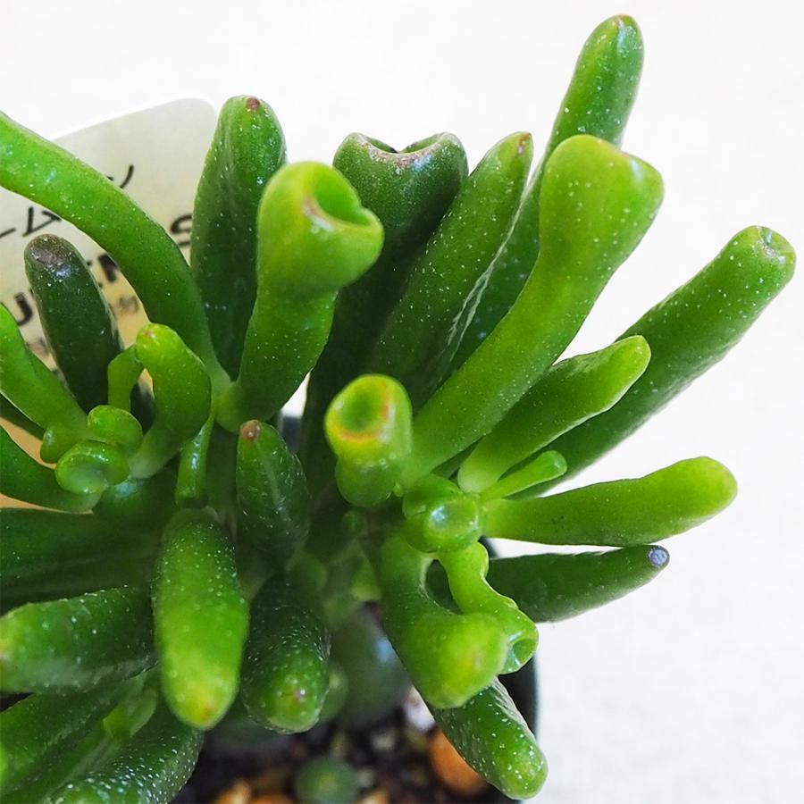 ITANSE 多肉植物 ハッピームーン 2.5号鉢/1個売り 寄せ植え