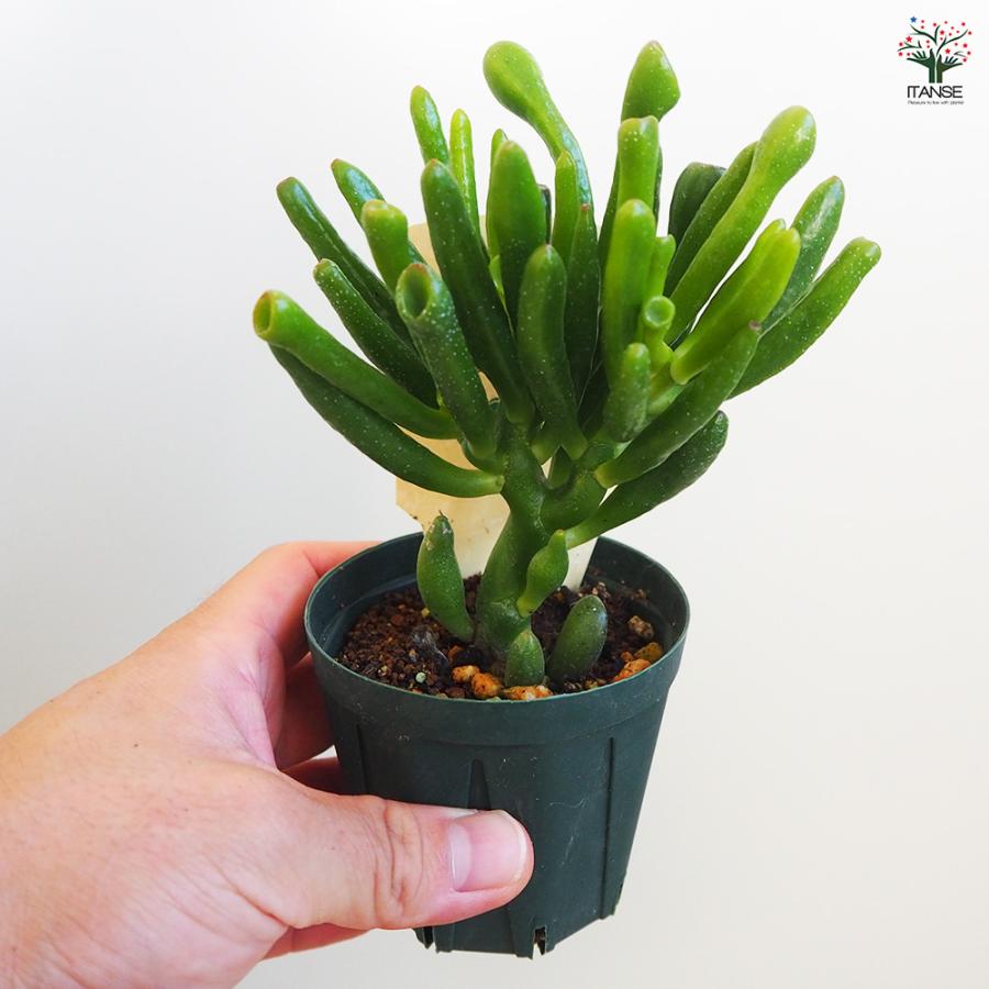 ITANSE 多肉植物 ハッピームーン 2.5号鉢/1個売り 寄せ植え