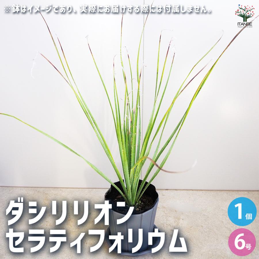 ダシリリオン セラティフォリウム 多肉植物 6号/1個売り 観葉植物