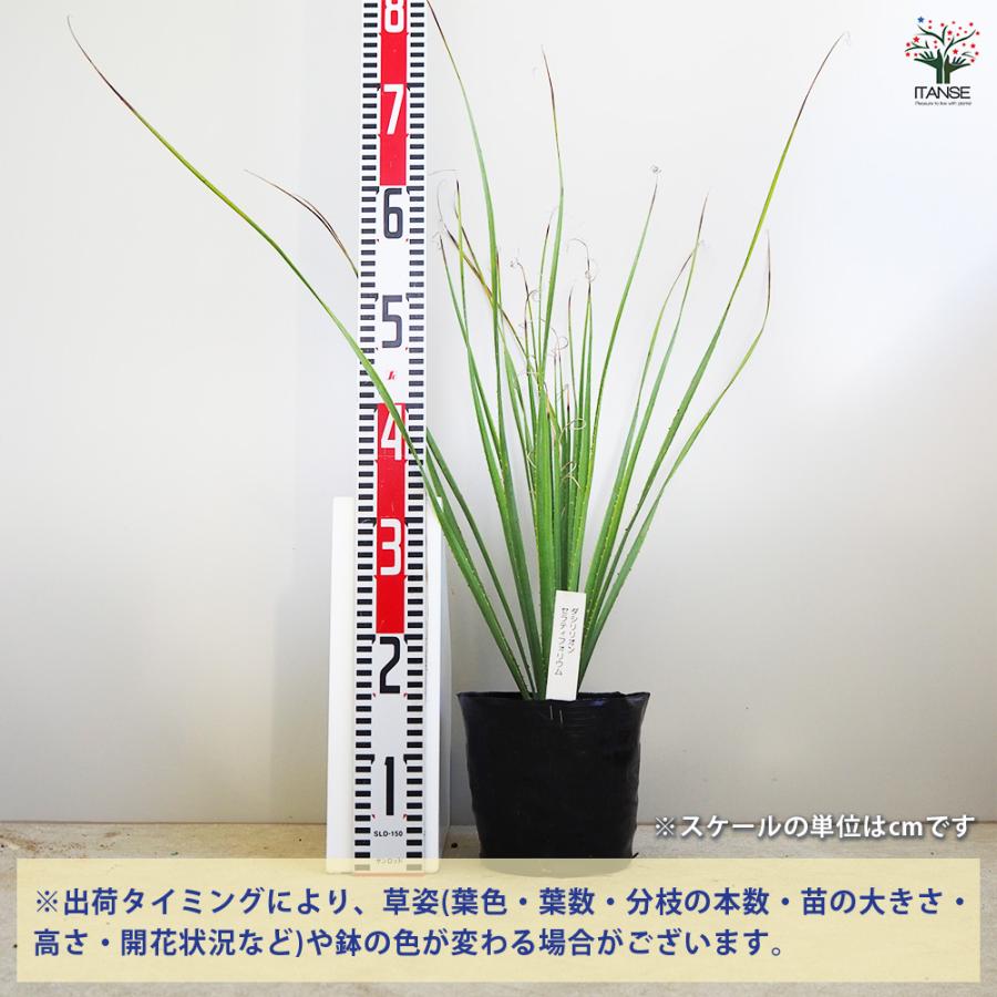 ダシリリオン セラティフォリウム 多肉植物 6号/1個売り 観葉植物
