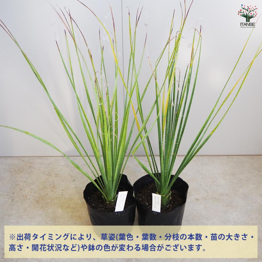 希少ダシリリオン　デュランゲンセ大苗◇多肉サボテン南国ドライガーデン　アガベ ダシリリオン セラティフォリウム 多肉植物 6号/1個売り 観葉植物