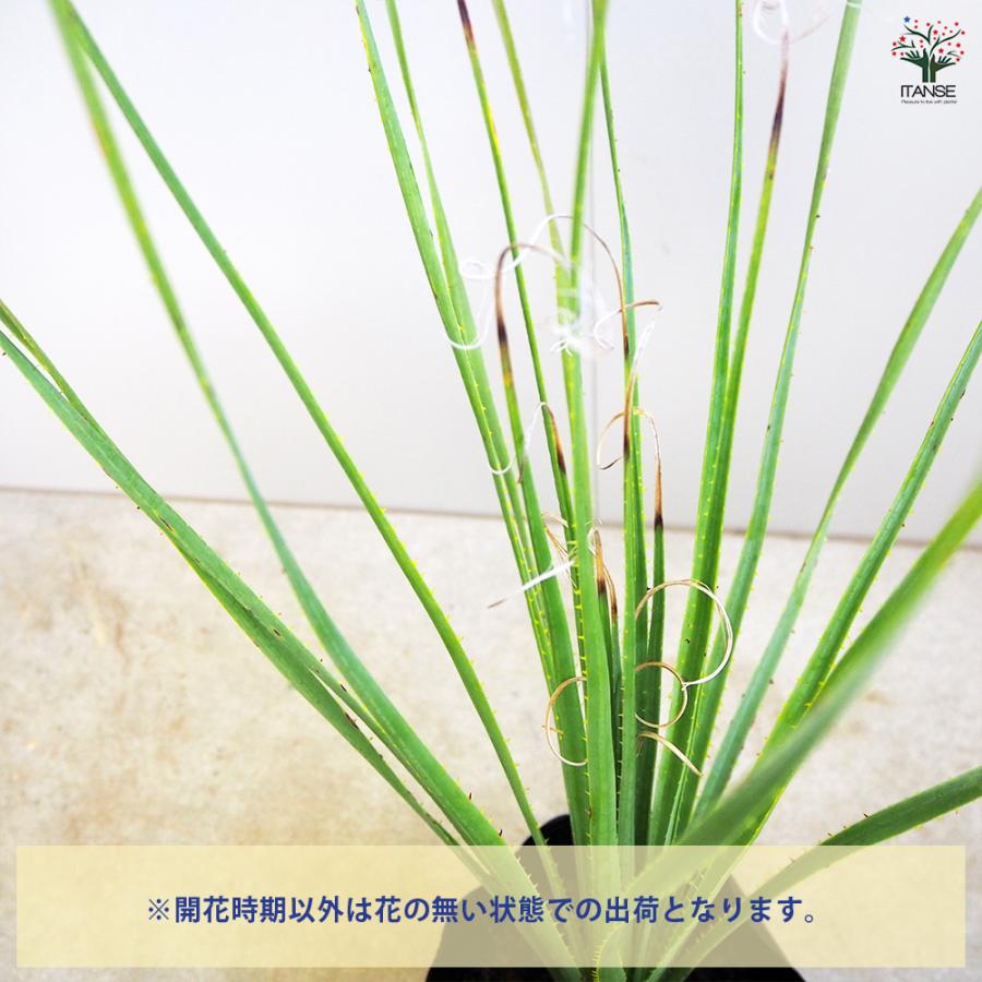 ダシリリオン セラティフォリウム 多肉植物 6号/1個売り 観葉植物