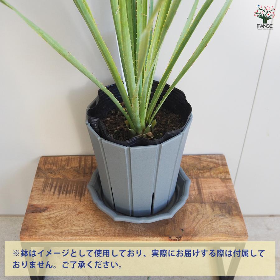 ダシリリオン セラティフォリウム 多肉植物 6号/1個売り 観葉植物