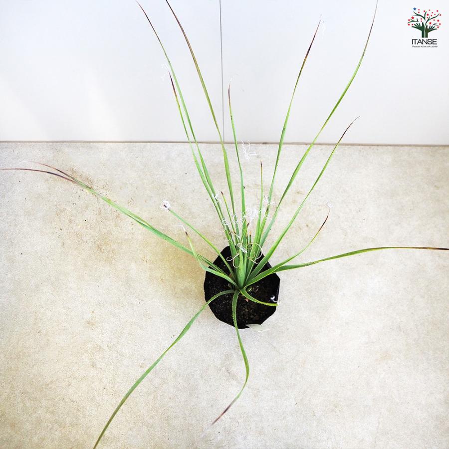 ダシリリオン セラティフォリウム 多肉植物 6号/1個売り 観葉植物