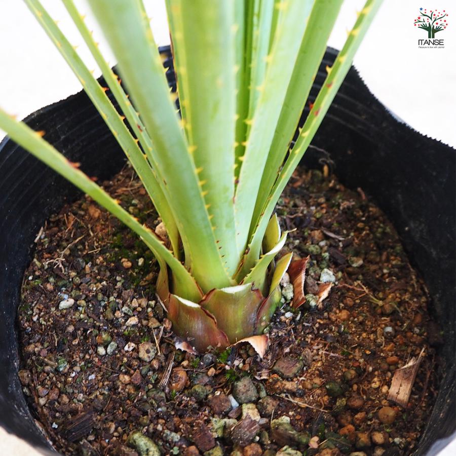 ダシリリオン セラティフォリウム 多肉植物 6号/1個売り 観葉植物
