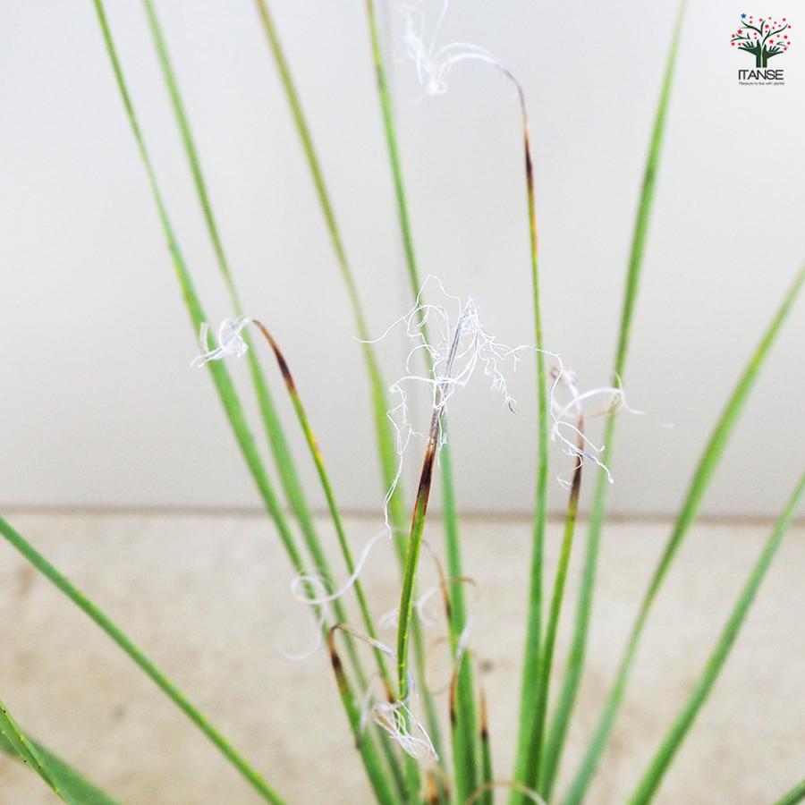 ダシリリオン セラティフォリウム 多肉植物 6号/1個売り 観葉植物