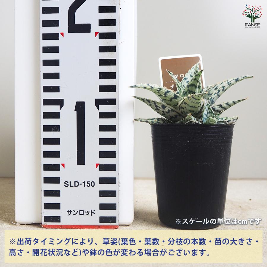 アロエ ブリザード 多肉植物 2.5号/お買い得4個セット キダチアロエ
