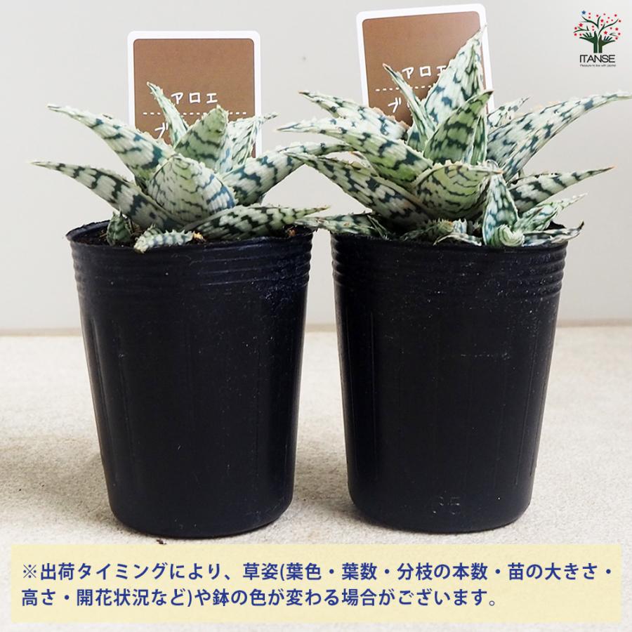キダチアロエ 約30㎝ 2本 発根済みカット苗多肉植物 アロエ ブリザード 多肉植物 2.5号/お買い得4個セット キダチアロエ