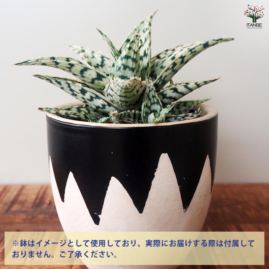 アロエ ブリザード 多肉植物 2.5号/お買い得4個セット キダチアロエ