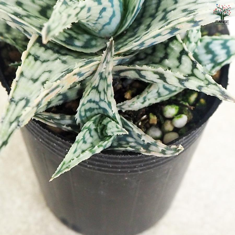 アロエ ブリザード 多肉植物 2.5号/お買い得4個セット キダチアロエ