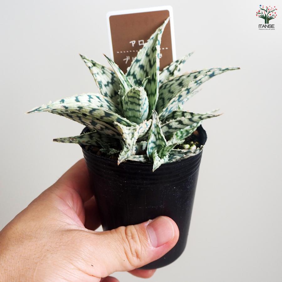 アロエ ブリザード 多肉植物 2.5号/お買い得4個セット キダチアロエ