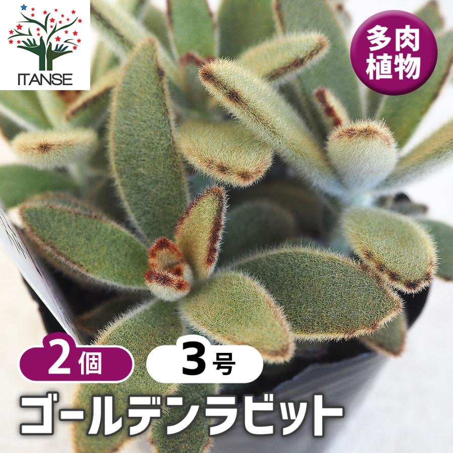 多肉植物 ゴールデンラビット 3号/お買い得2個セット 寄せ植え