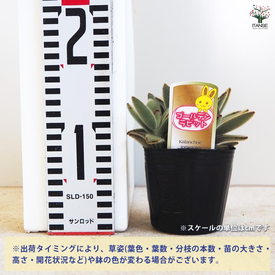 多肉植物 ゴールデンラビット 3号/お買い得2個セット 寄せ植え