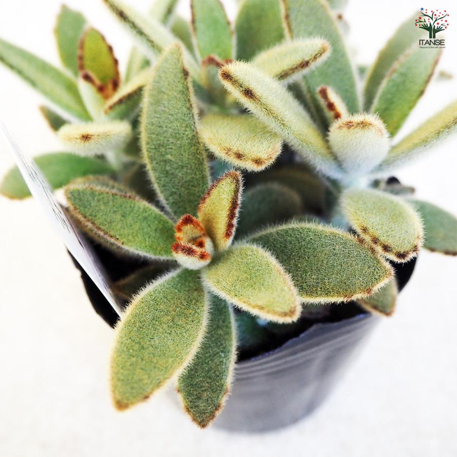 多肉植物 ゴールデンラビット 3号/お買い得2個セット 寄せ植え