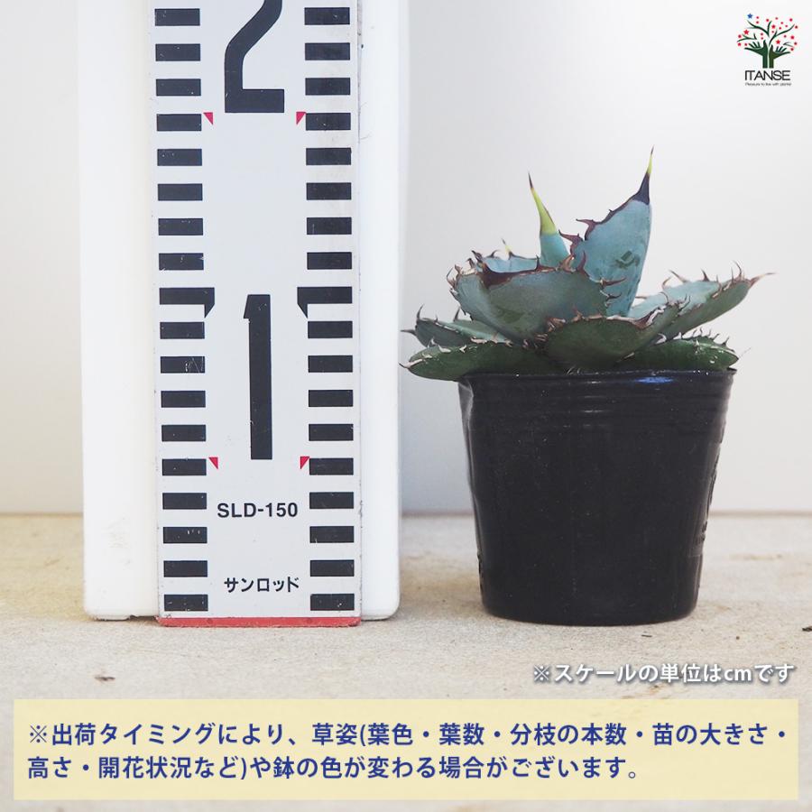 アガベ チタノタ ホワイトアイス 多肉植物 3号/1個売り リビング