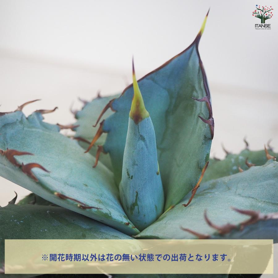 多肉植物　アガベ　美株チタノタ　ホワイトアイス 楽天市場】多肉植物：アガベ チタノタ ホワイトアイス*幅38cm 現品
