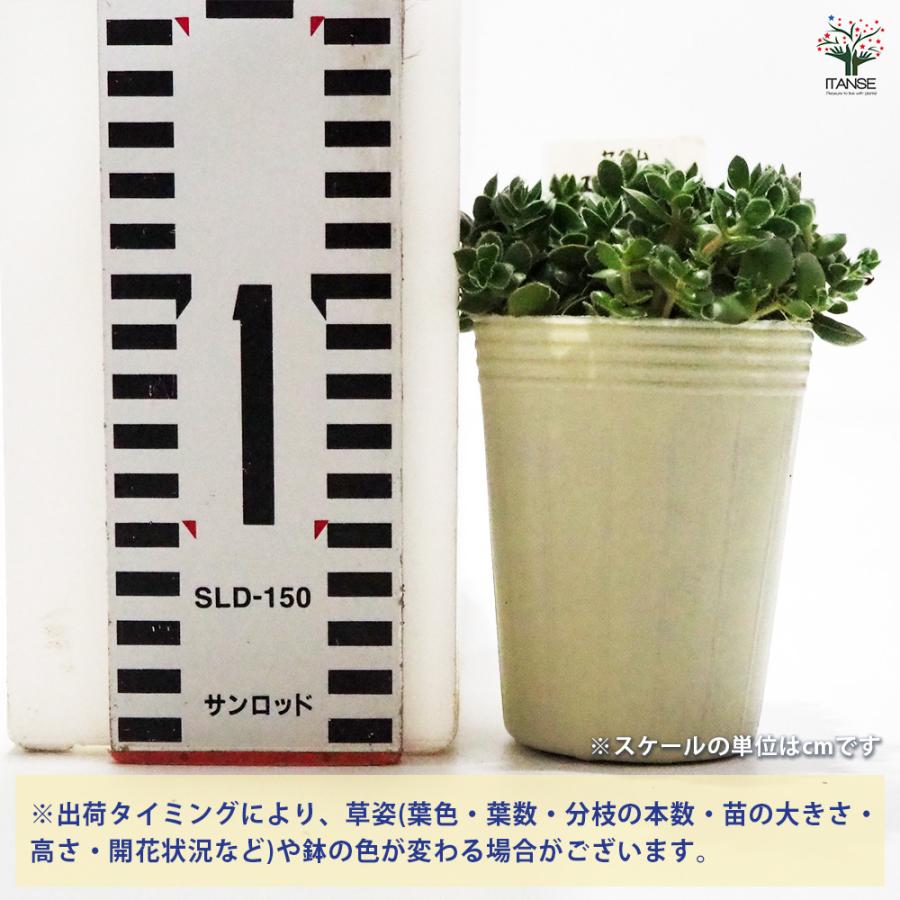 多肉植物　ディビット　① 多肉植物 ディビット ① デイビット : Cacto-Loco - 通販