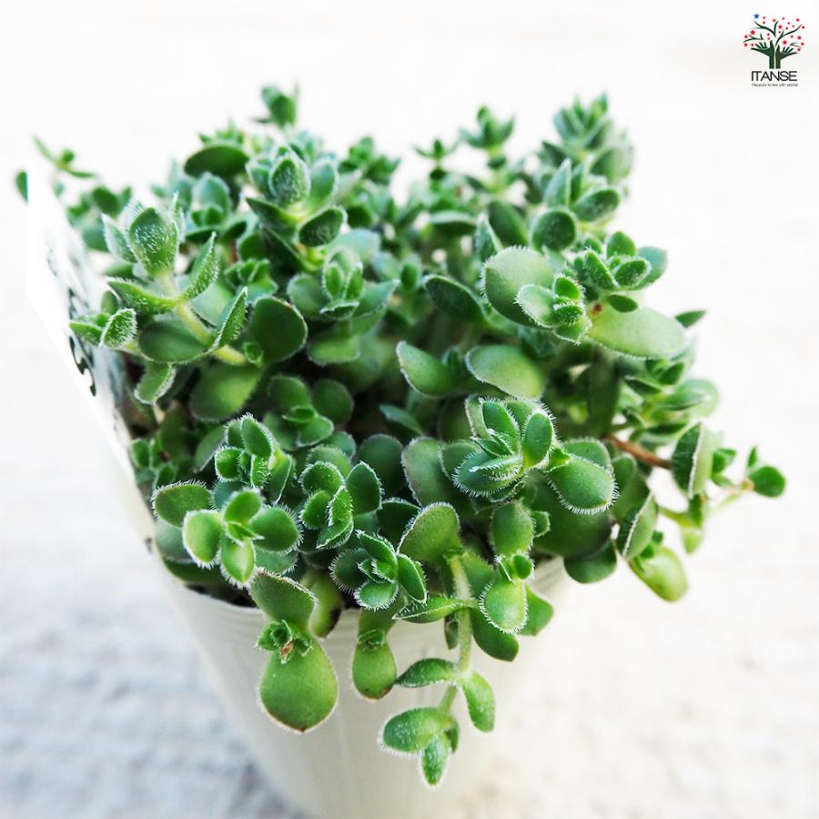 セダム クラッスラ デービット 多肉植物 2.5号/1個売り グランドカバー