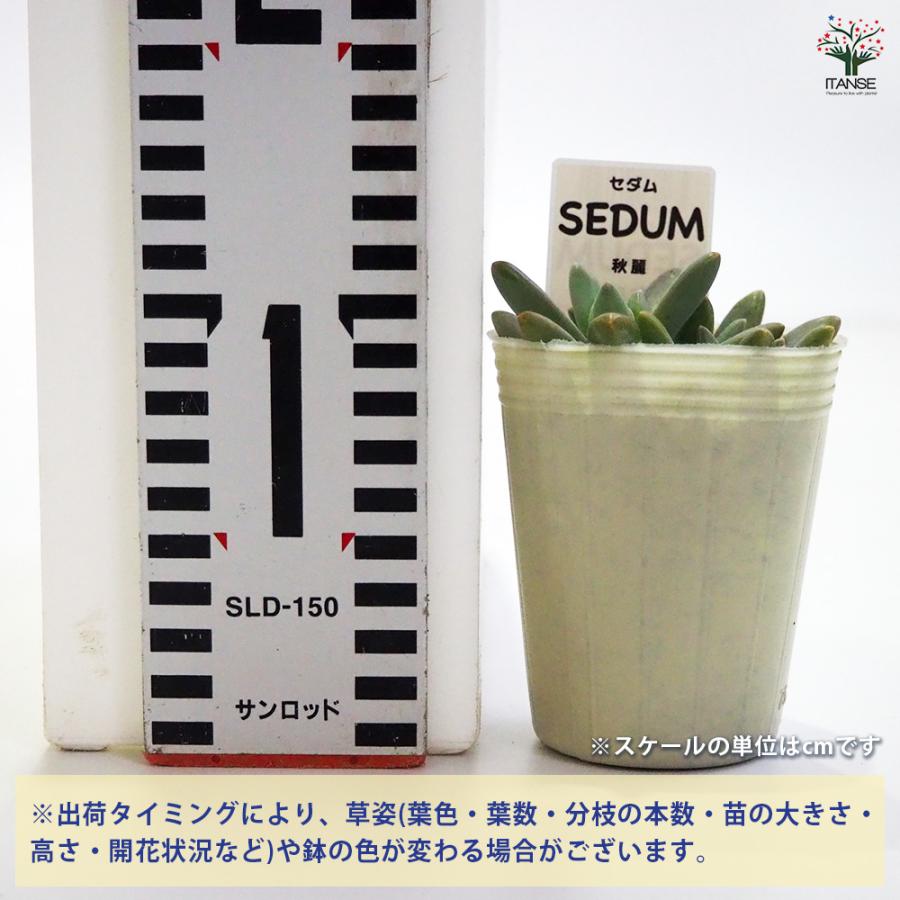 セダム 秋麗 多肉植物 2.5号/1個売り グランドカバー 観葉植物