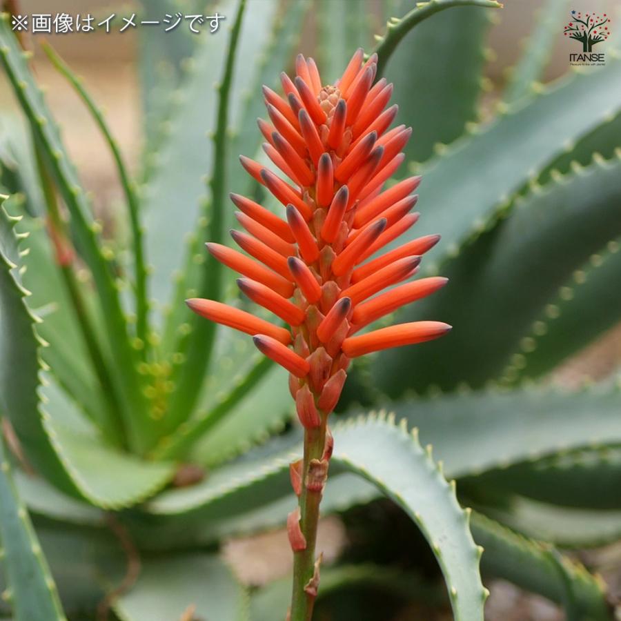 アロエ 花アロエ サファリサンライズ 多肉植物 4号鉢/1個売り
