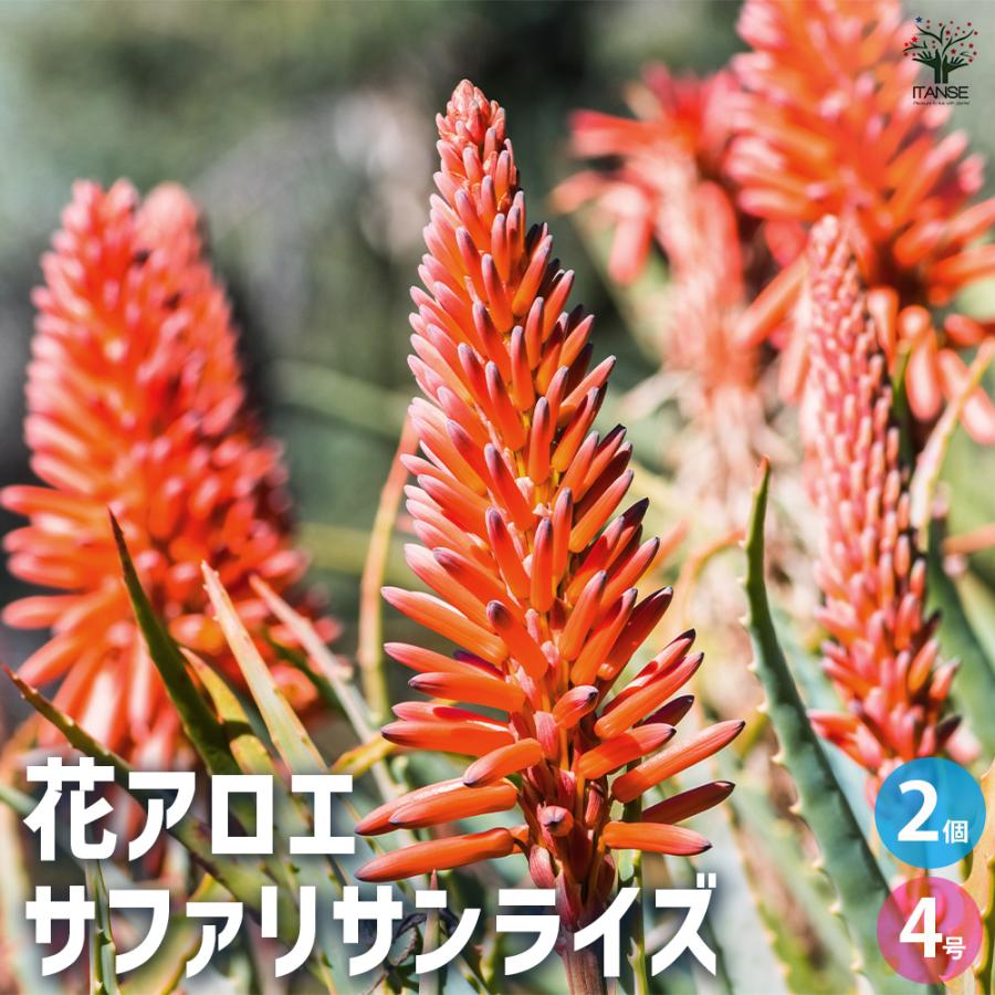 アロエ 花アロエ サファリサンライズ 多肉植物 4号鉢/お買い得2個