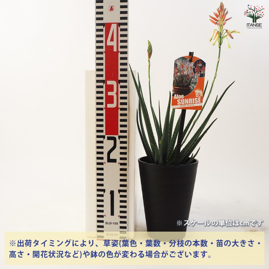 【jitsu_plants】さん専用　アロエ　ハイブリッド　2トレイ アロエ 花アロエ サファリサンライズ 多肉植物 4号鉢/お買い得2個