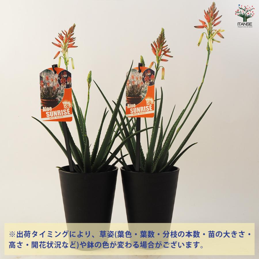 アロエ 花アロエ サファリサンライズ 多肉植物 4号鉢/お買い得2個
