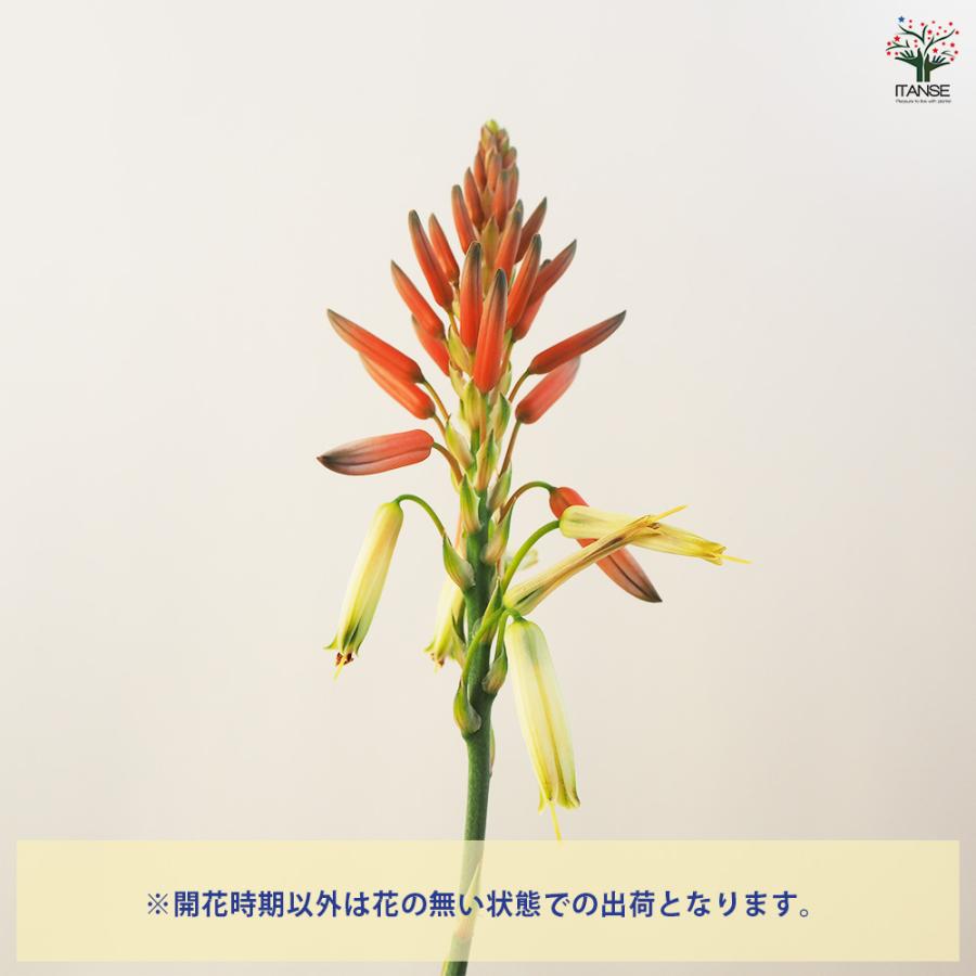 アロエ 花アロエ サファリサンライズ 多肉植物 4号鉢/お買い得2個