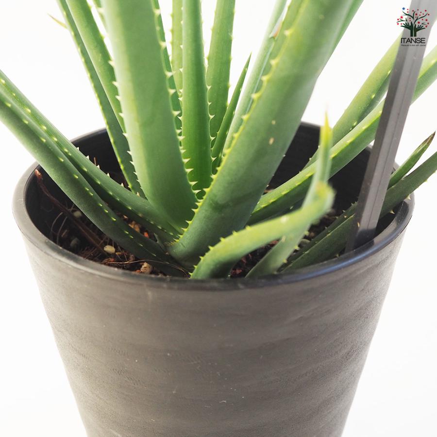 【jitsu_plants】さん専用　アロエ　ハイブリッド　2トレイ アロエ 花アロエ サファリサンライズ 多肉植物 4号鉢/お買い得2個