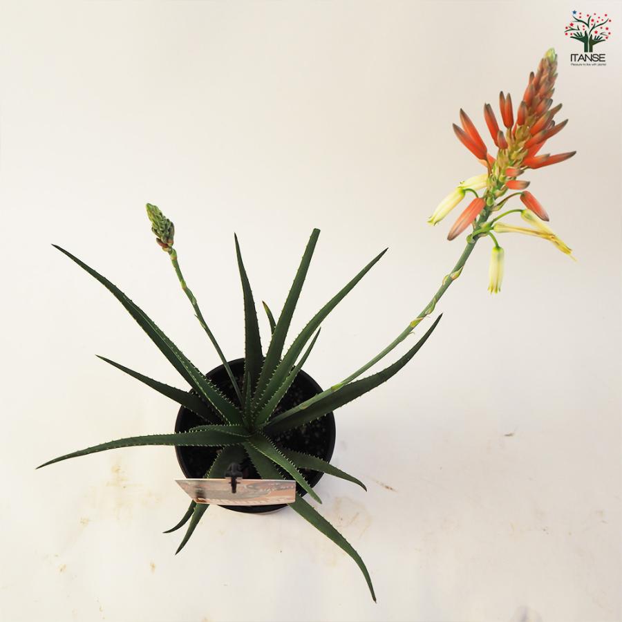 アロエ 花アロエ サファリサンライズ 多肉植物 4号鉢/お買い得2個