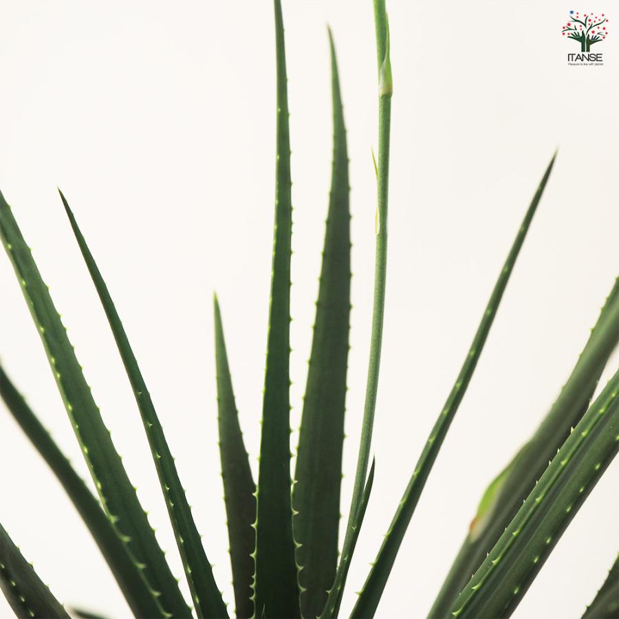 アロエ 花アロエ サファリサンライズ 多肉植物 4号鉢/お買い得2個