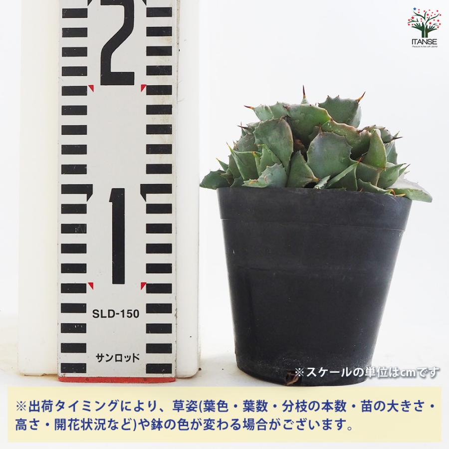 アガベ 雷神 多肉植物 3.5号鉢/1個売り リビング オフィス 事務所