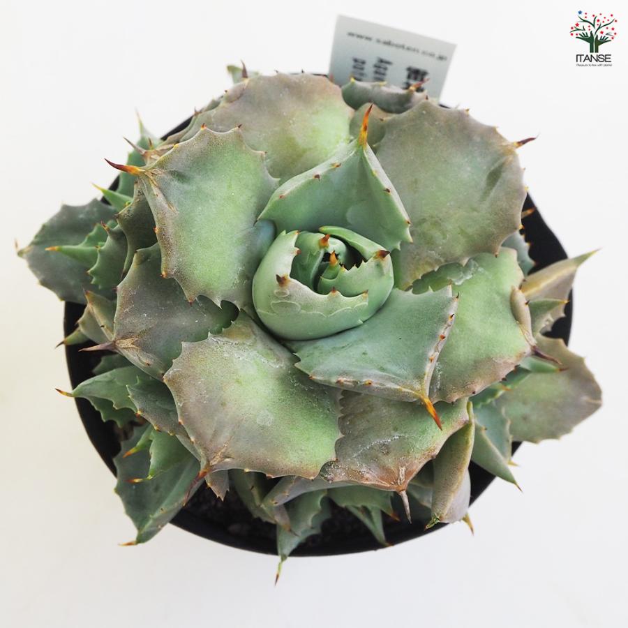 アガベ 雷神 多肉植物 3.5号鉢/1個売り リビング オフィス 事務所