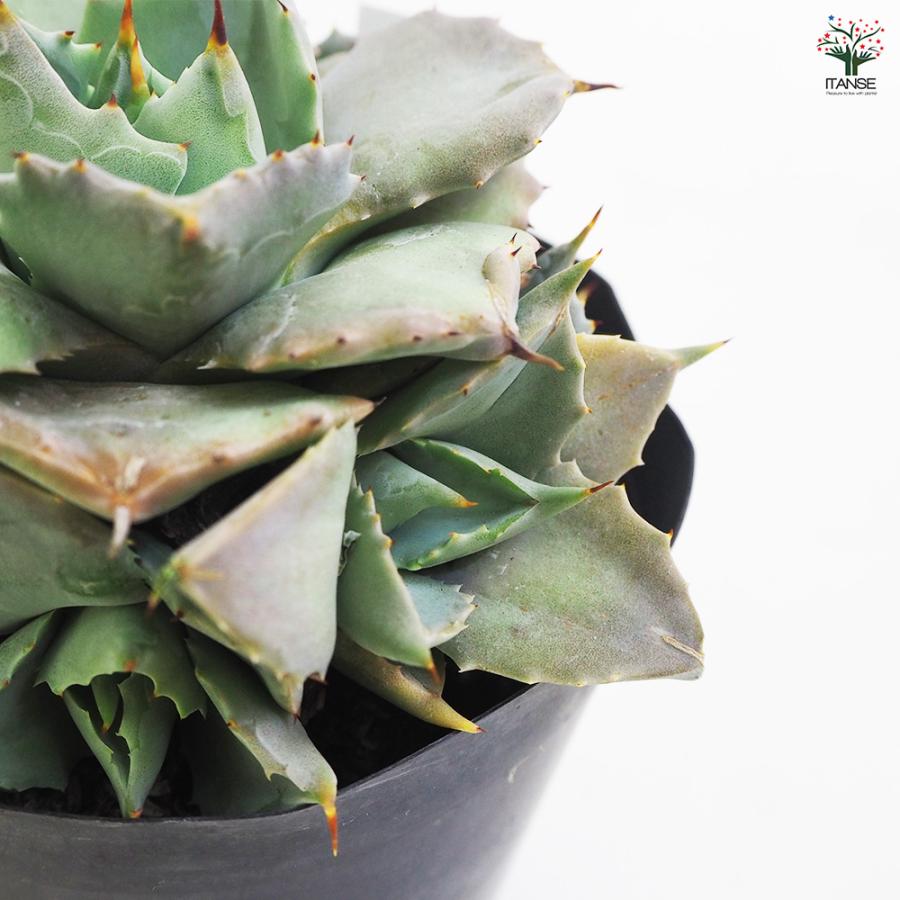 アガベ 雷神 多肉植物 3.5号鉢/1個売り リビング オフィス 事務所