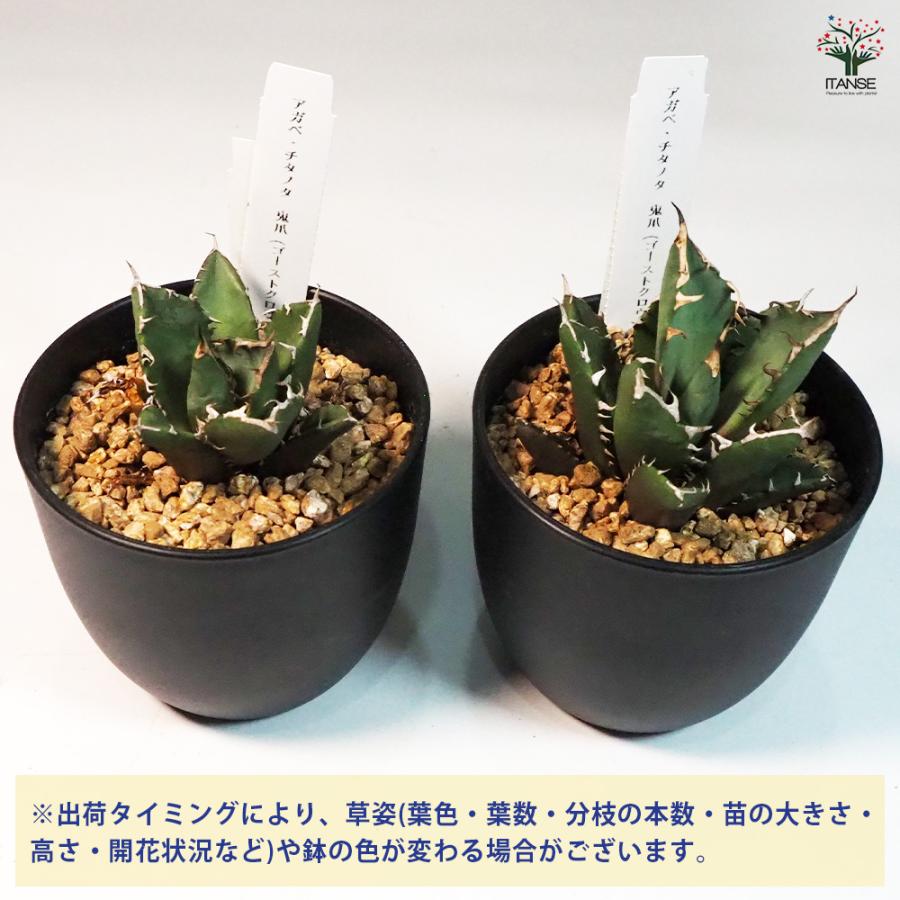 アガベ 鬼爪 アガベ 鬼爪