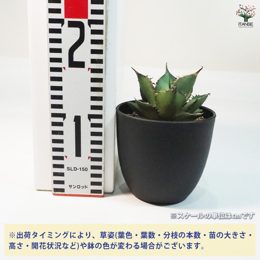 アガベ 熊猫(パンダ) 多肉植物 4号鉢/1個売り リビング オフィス