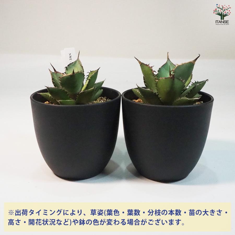 アガベ 熊猫(パンダ) 多肉植物 4号鉢/1個売り リビング オフィス 事務