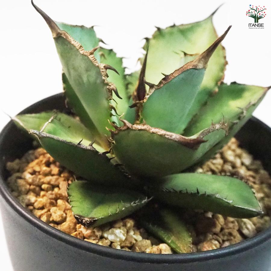 アガベ 熊猫(パンダ) 多肉植物 4号鉢/1個売り リビング オフィス 事務