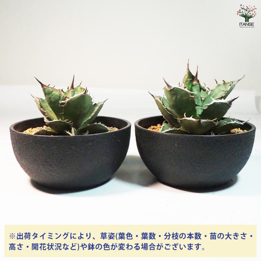 アガベ 山亀 多肉植物 6号鉢/1個売り リビング オフィス 事務所