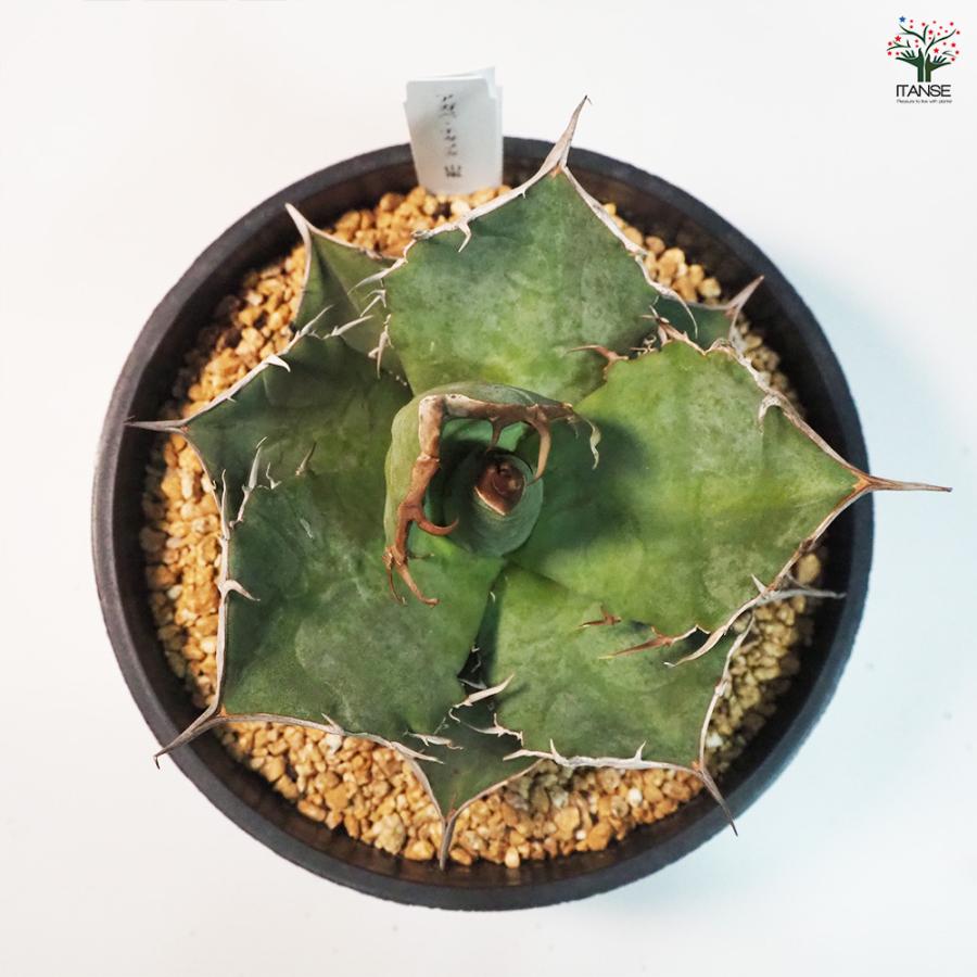 アガベ 山亀 多肉植物 6号鉢/1個売り リビング オフィス 事務所