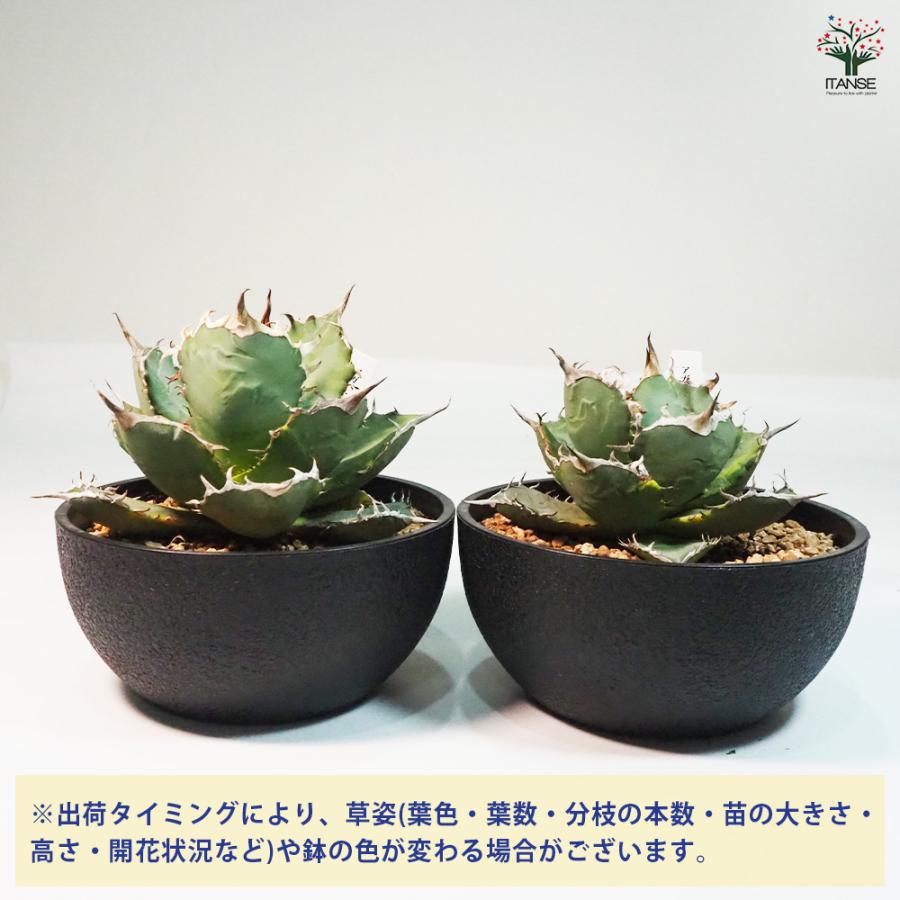 アガベ 南覇王 復倫錦 多肉植物 6号鉢/1個売り リビング オフィス 事務