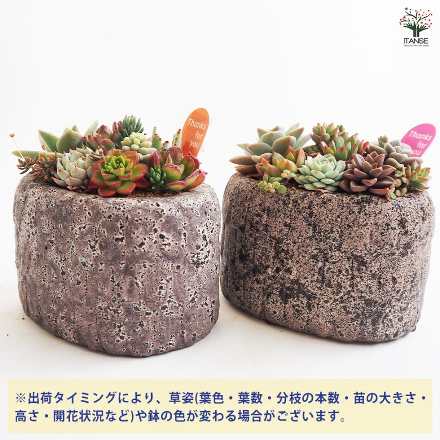 多肉寄せ植え フリルズシリーズ 多肉植物 寄せ植え ガーデニング