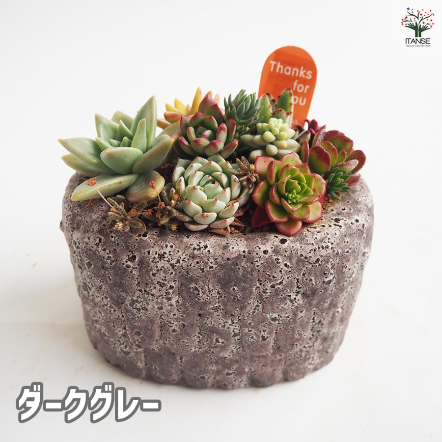 多肉寄せ植え フリルズシリーズ 多肉植物 寄せ植え ガーデニング