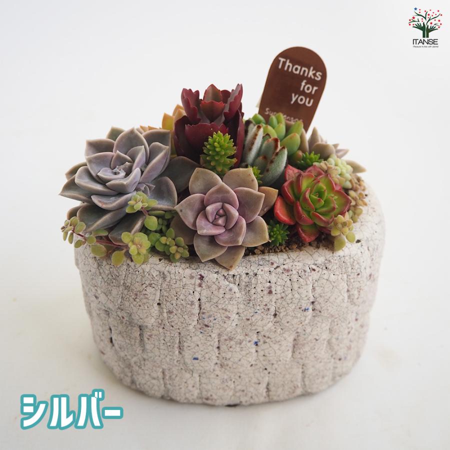 多肉寄せ植え フリルズシリーズ 多肉植物 寄せ植え ガーデニング