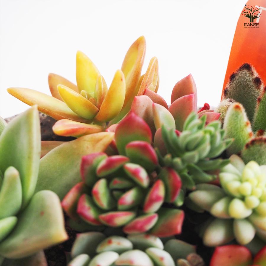 多肉植物 紫と緑のグラデーション 複数株*6 多肉植物 紫と緑のグラデーション 複数株*6 多肉植物 紫と緑