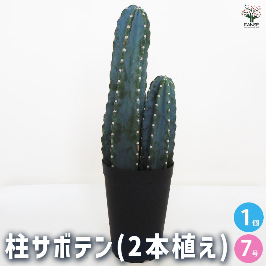 柱サボテン 2本植え 多肉植物 7号鉢/1個売り 観葉植物 鬼面角 柱サボテン 2本植え 多肉植物 7号鉢/1個売り 観葉植物 鬼面角