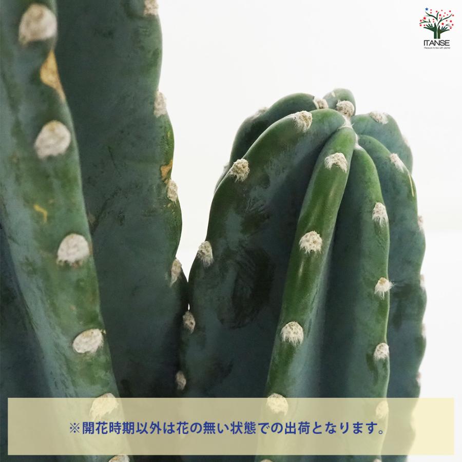 柱サボテン 2本植え 多肉植物 7号鉢/1個売り 観葉植物 鬼面角 柱サボテン 2本植え 多肉植物 7号鉢/1個売り 観葉植物 鬼面角