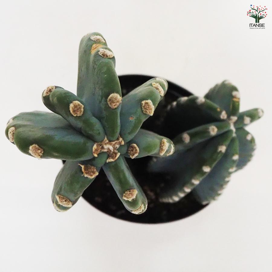 柱サボテン 2本植え 多肉植物 7号鉢/1個売り 観葉植物 鬼面角 柱サボテン 2本植え 多肉植物 7号鉢/1個売り 観葉植物 鬼面角